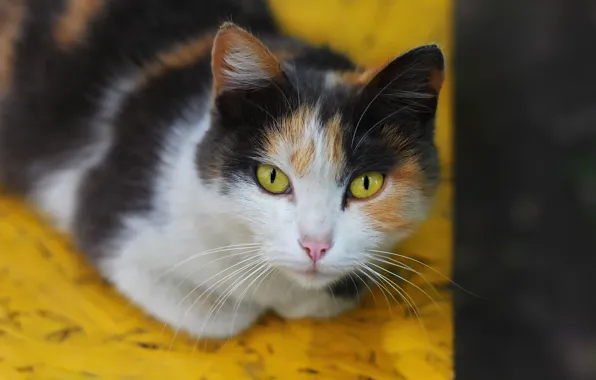 Cat, background, face