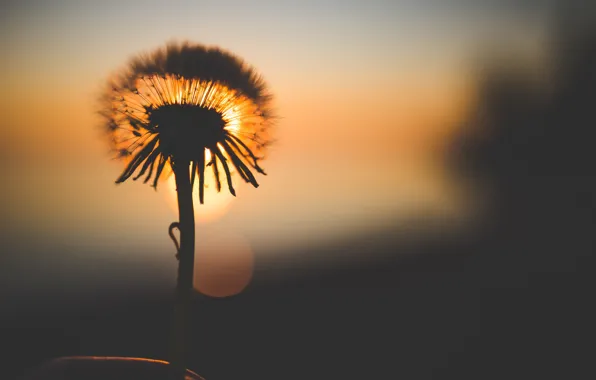 The sun, macro, sunset, nature, dandelion