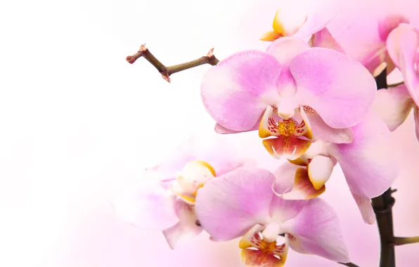 Flowers, tenderness, beauty, petals, orchids, buds, Orchid, pink
