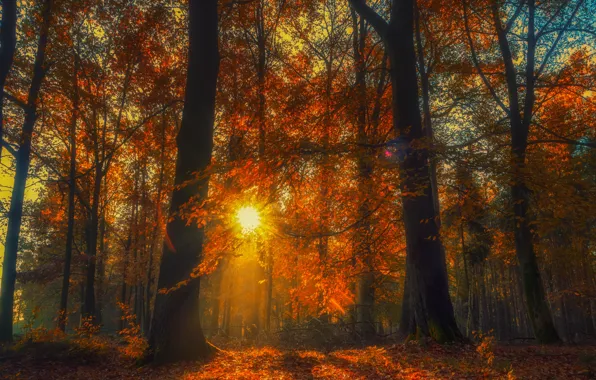 Picture autumn, forest, trees, the sun, fallen leaves
