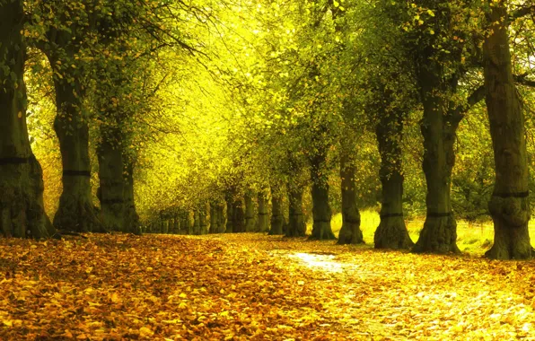 Autumn, leaves, trees, Park, yellow, alley