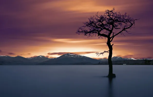 Night, lake, tree