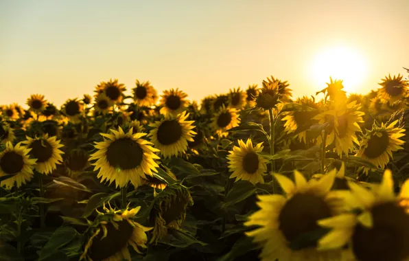 Field, summer, the sky, the sun, clouds, light, sunflowers, sunset