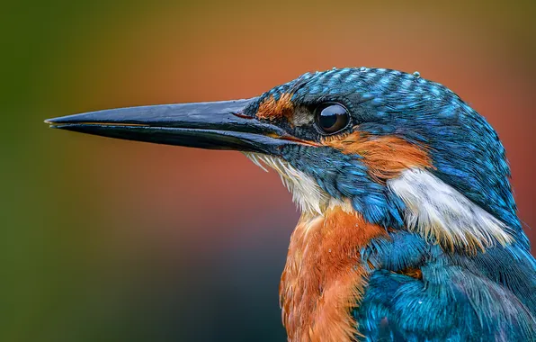 Look, close-up, bird, portrait, beak, profile, orange background, Kingfisher