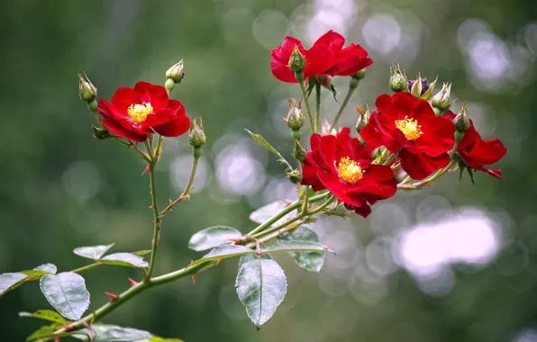 Branches, roses, buds