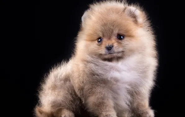 Fluffy, puppy, Spitz