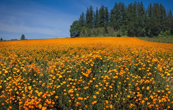 Field, the sky, the sun, trees, flowers, Maki, orange, Oregon