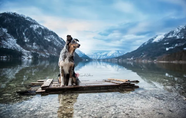 Mountains, river, dog