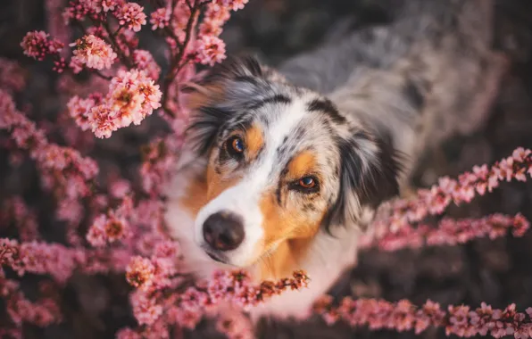 Look, each, dog