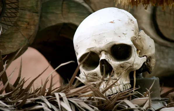 Picture GRASS, SKULL, BONES, The REMAINS