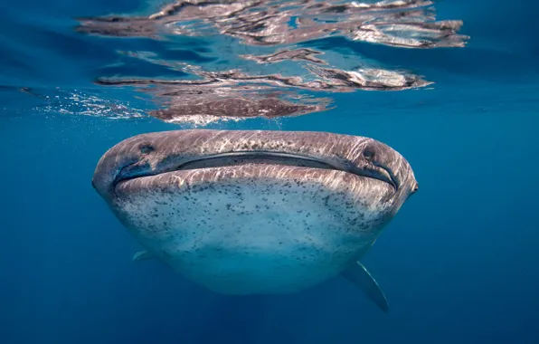 Picture sea, fish, Whale Shark