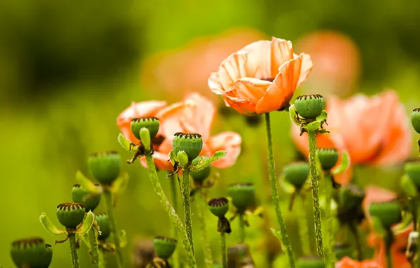 Flowers, green, Maki, flowers, Bartholomew Photography, Papaver