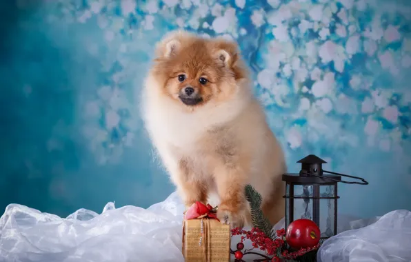 Gift, Apple, dog, flashlight, puppy, branch berries