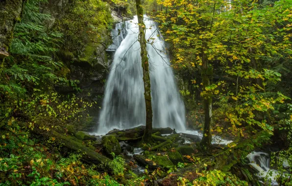 Picture autumn, forest, leaves, trees, stones, waterfall, moss, Canada
