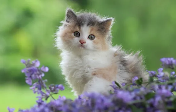 Cat, look, flowers, pose, kitty, cute, face, green background
