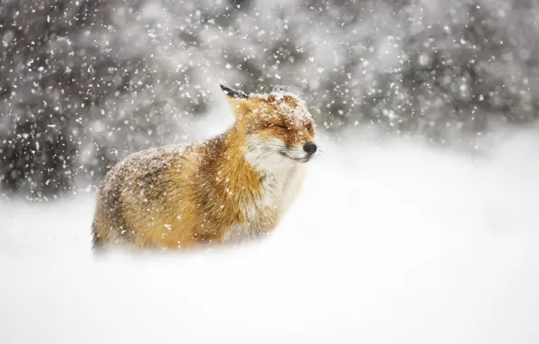 Winter, snow, Fox, Fox