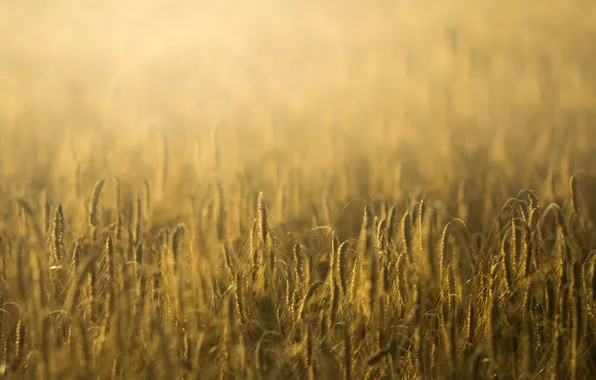 Picture wheat, field, macro, background, widescreen, Wallpaper, rye, spikelets