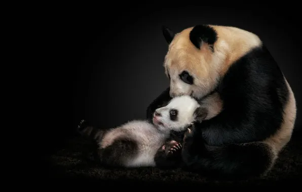 Baby, bears, Panda, bear, black background, mom, bear