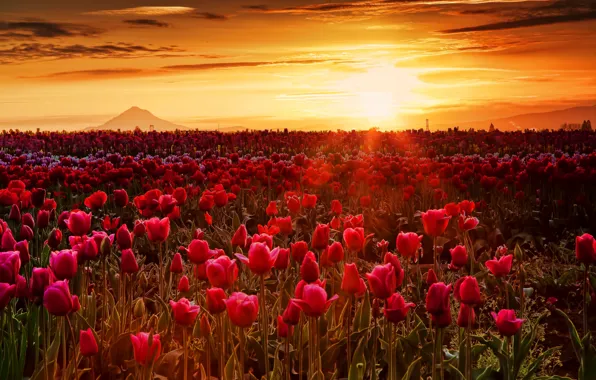 Picture field, the sky, the sun, clouds, rays, sunset, flowers, mountain