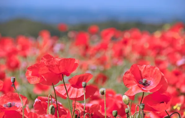 Picture field, summer, the sky, flowers, red, nature, Mac, Maki