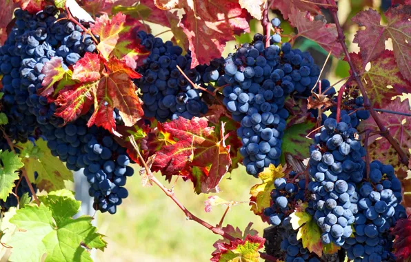 Picture autumn, leaves, light, branches, blue, nature, berries, food