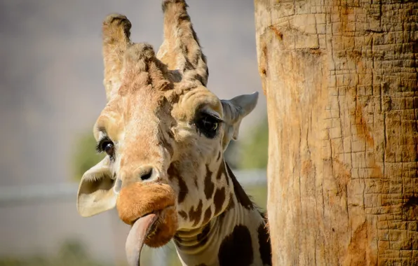 Language, eyes, head, Giraffe