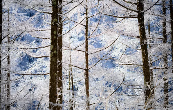 Winter, frost, forest, snow, trees, branches, nature, trunks