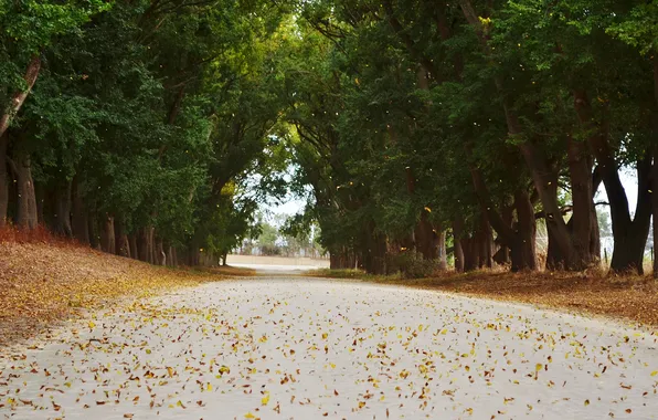 Road, autumn, leaves, trees