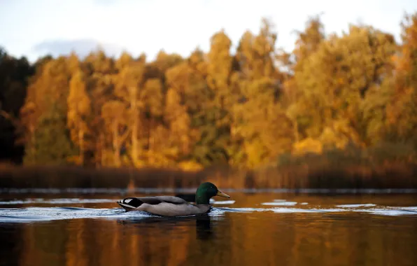 Autumn, lake, duck