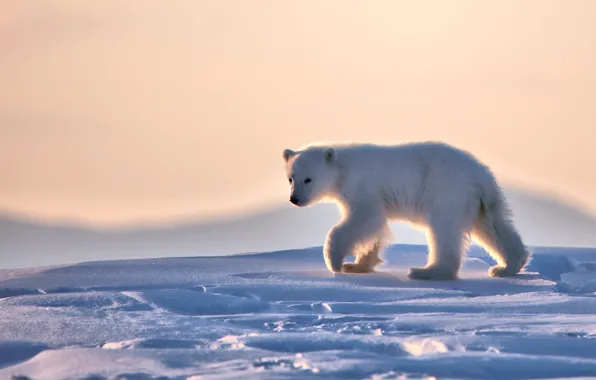 Winter, snow, nature, pose, bear, bear, polar bear, polar