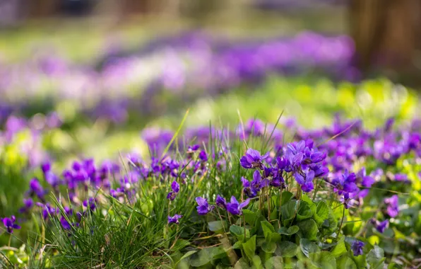 Flowers, nature, spring