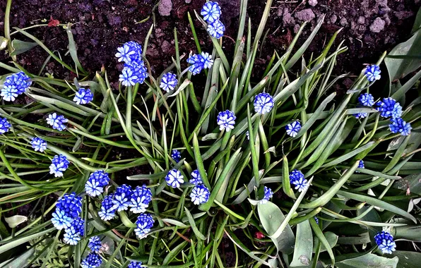Plants, May 2025, Muscari Armenian