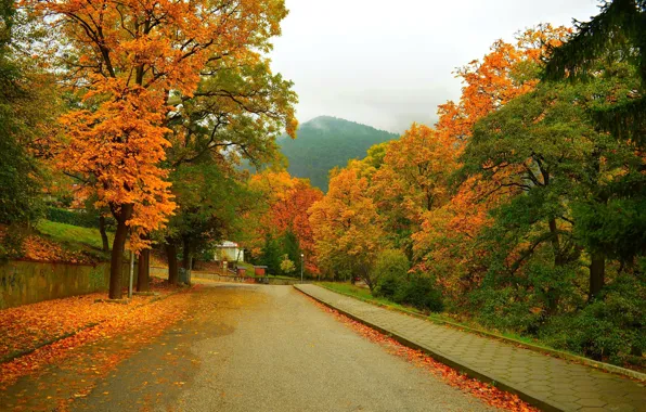 Picture Road, Autumn, Trees, Mountain, Street, Fall, Foliage, Mountain