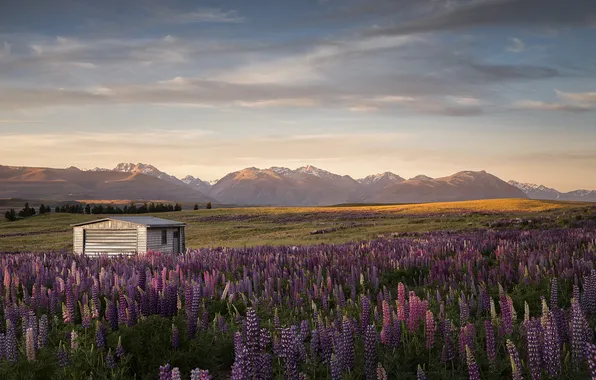 Field, summer, the sky, clouds, flowers, mountains, fog, view