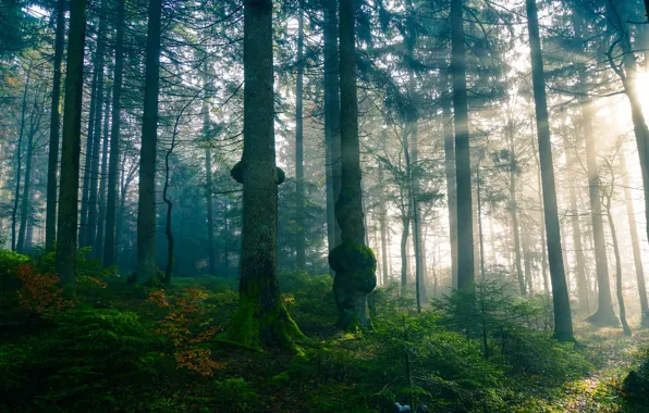 Forest, the sun, rays, light, trees, branches, nature, fog