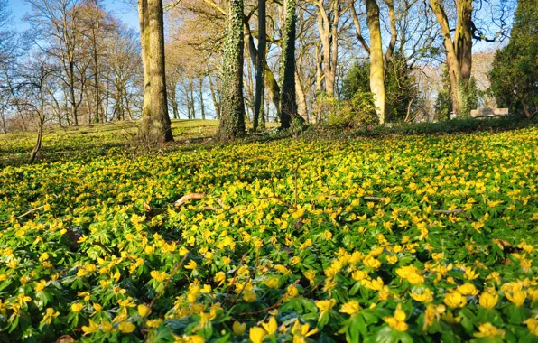 Greens, forest, leaves, light, trees, flowers, branches, nature