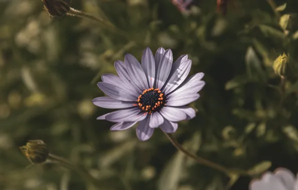 Color, Flower, Plant, Plants, Flower, Flowers, Color, Flora