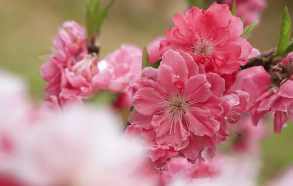 Flowers, branch, spring, Sakura, pink, flowering, peach, bokeh