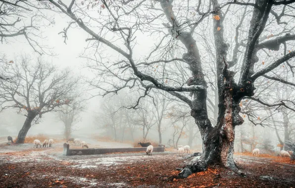 Fog, tree, sheep