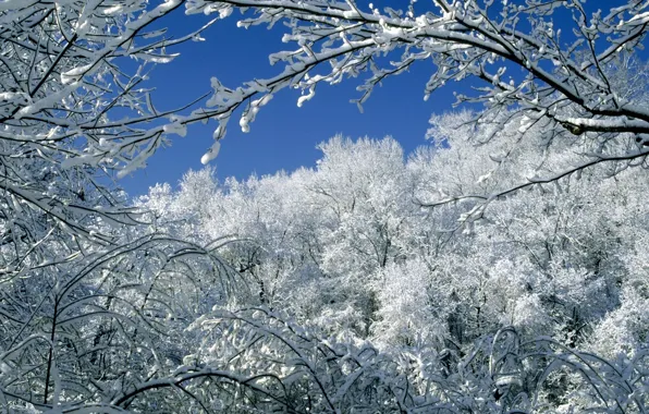 Winter, forest, snow