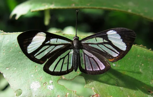 Leaves, microsemi, butterfly, wings, insect, beautiful, closeup