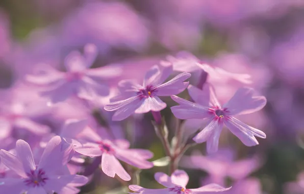 Picture macro, flowers, plants, petals, purple, lilac