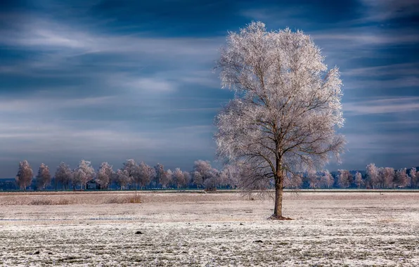 Picture frost, the sky, trees, tree
