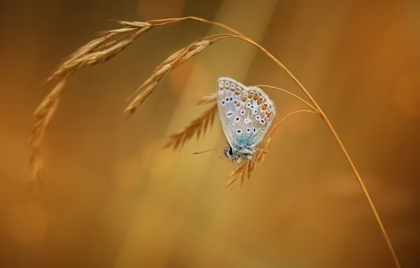 Macro, background, butterfly, spikelets, insect