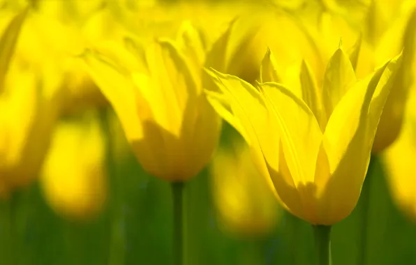 Macro, flowers, yellow, spring, Tulips