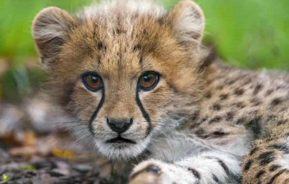 Picture cat, look, face, Cheetah, cub, kitty, ©Tambako The Jaguar