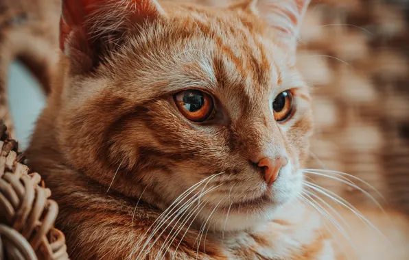 Cat, cat, look, face, portrait, red, bokeh