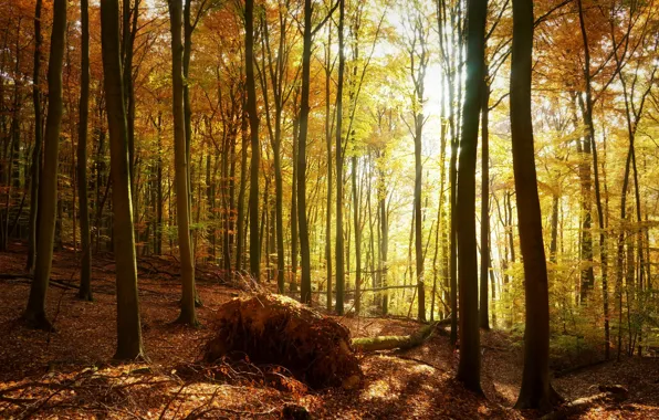 Nature, Trees, Forest, Leaves, Branches, Trunks, Roots
