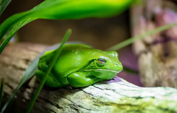 Nature, background, frog