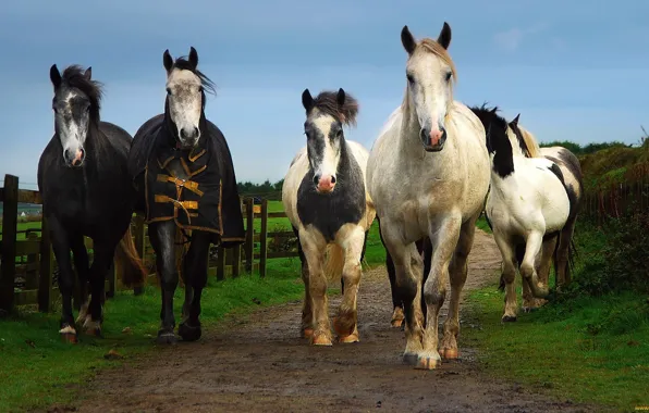 Horse, horse, horses, horse